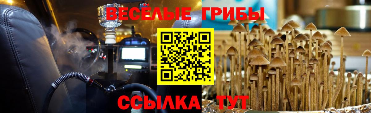 Галлюциногенные грибы Psilocybine cubensis Жигулёвск